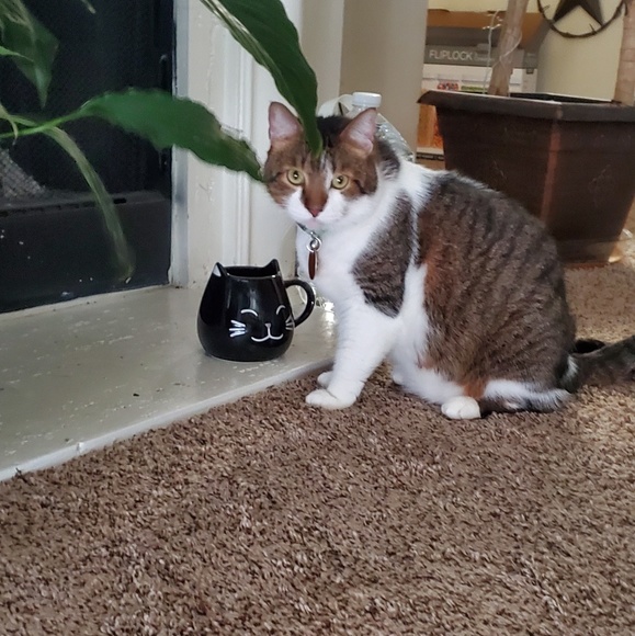 Meet your Posher, Catherine - Picture 4 of 6